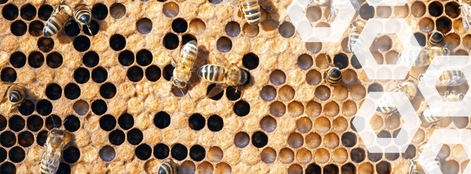bees